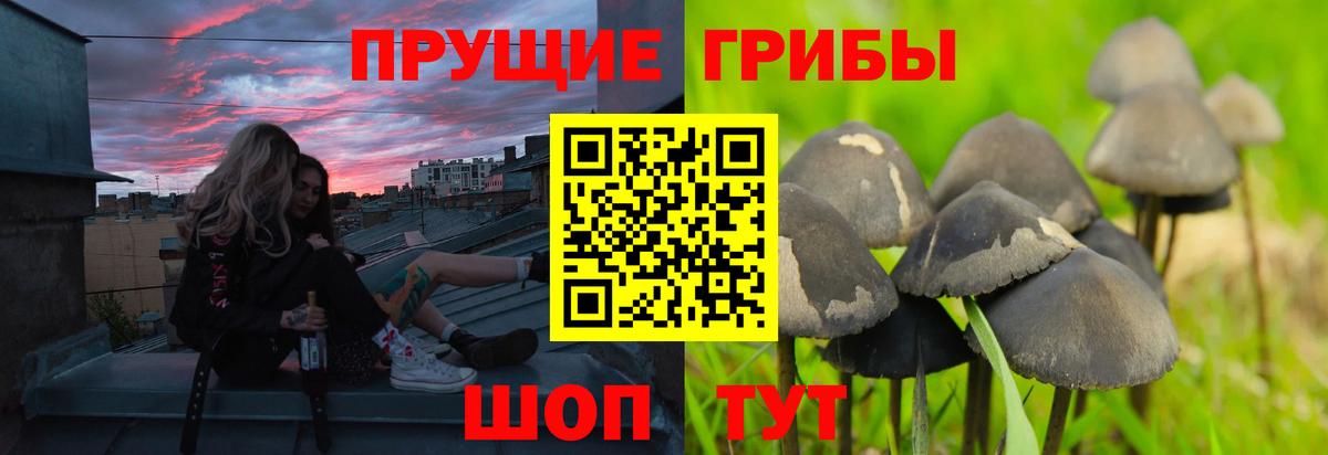 Галлюциногенные грибы Psilocybe Елец